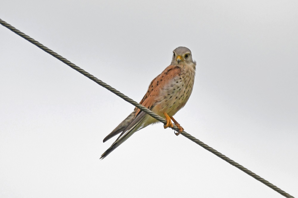 DSC_2228 - Copie.jpg