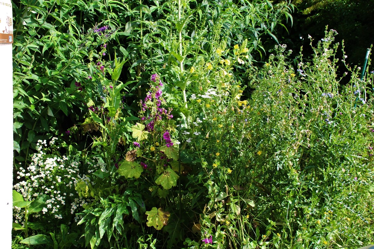 Massif Botanic mélange fleuri pour oiseaux.JPG