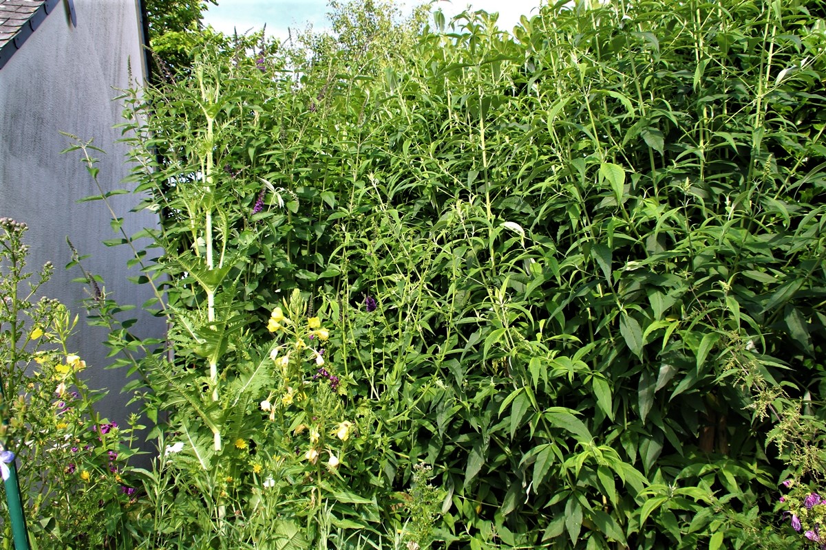 Massif Botanic mélange fleuri pour oiseaux.JPG