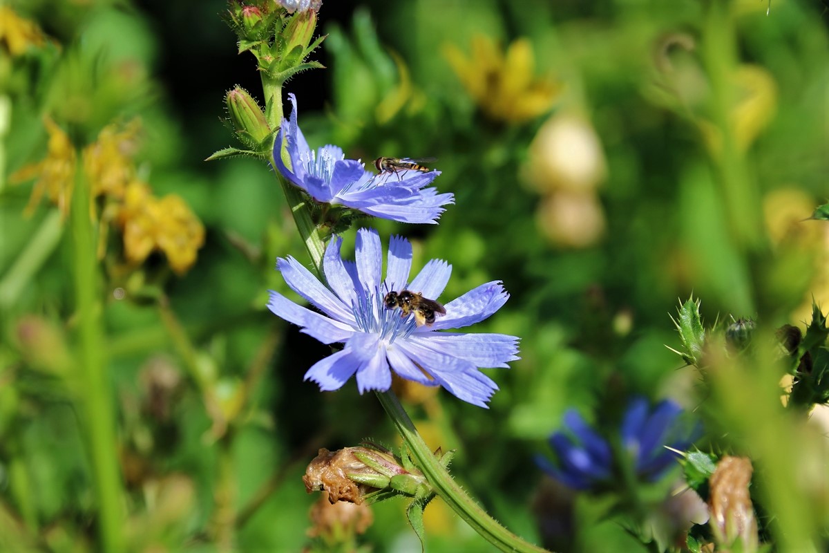 Fleurs de chicorée à rameaux.JPG