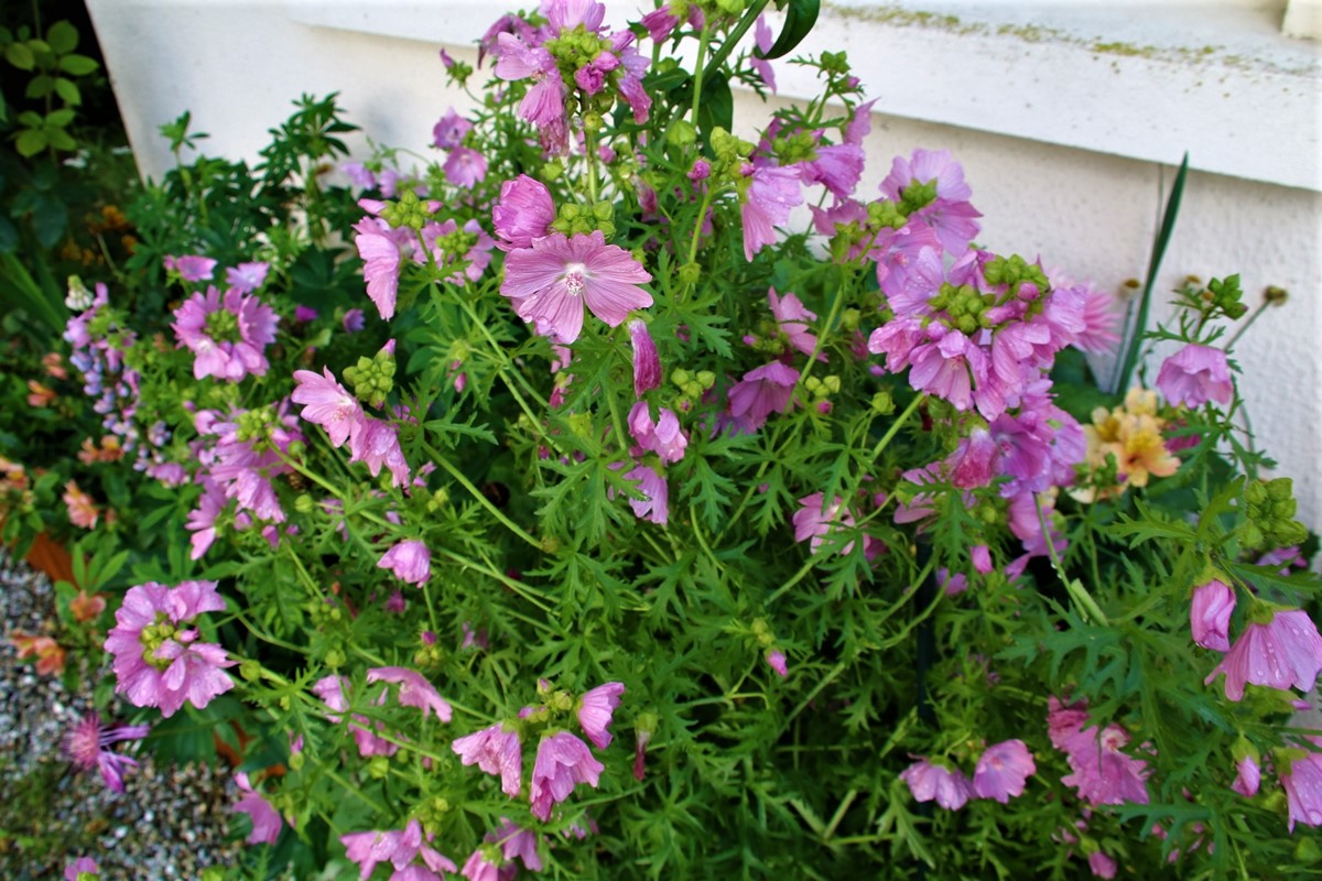 Mauve alcée.JPG