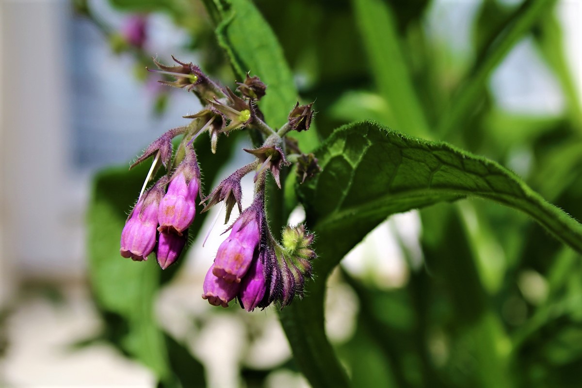 Fleurs de la grande consoude.JPG