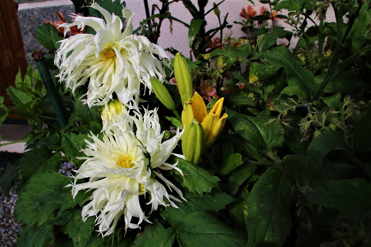 Dalhias cactus.JPG