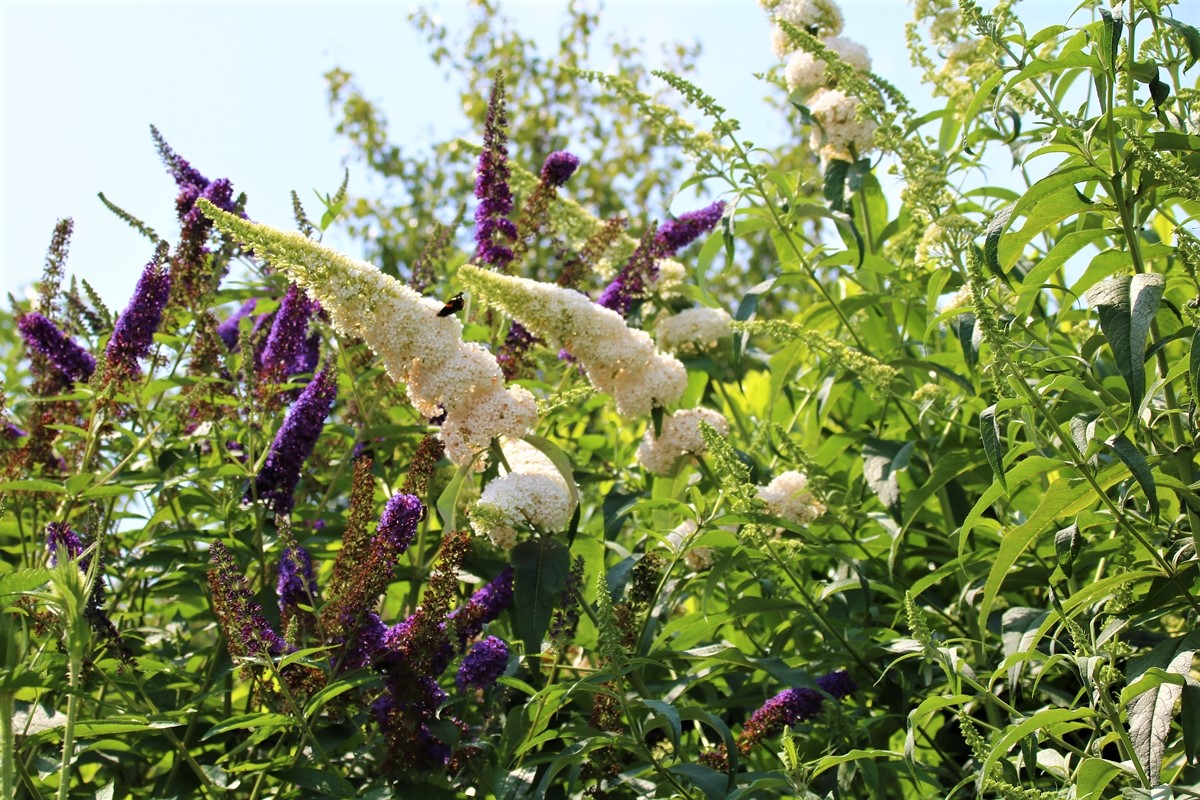 Buddléïs Empire Blue et White Profusion.JPG