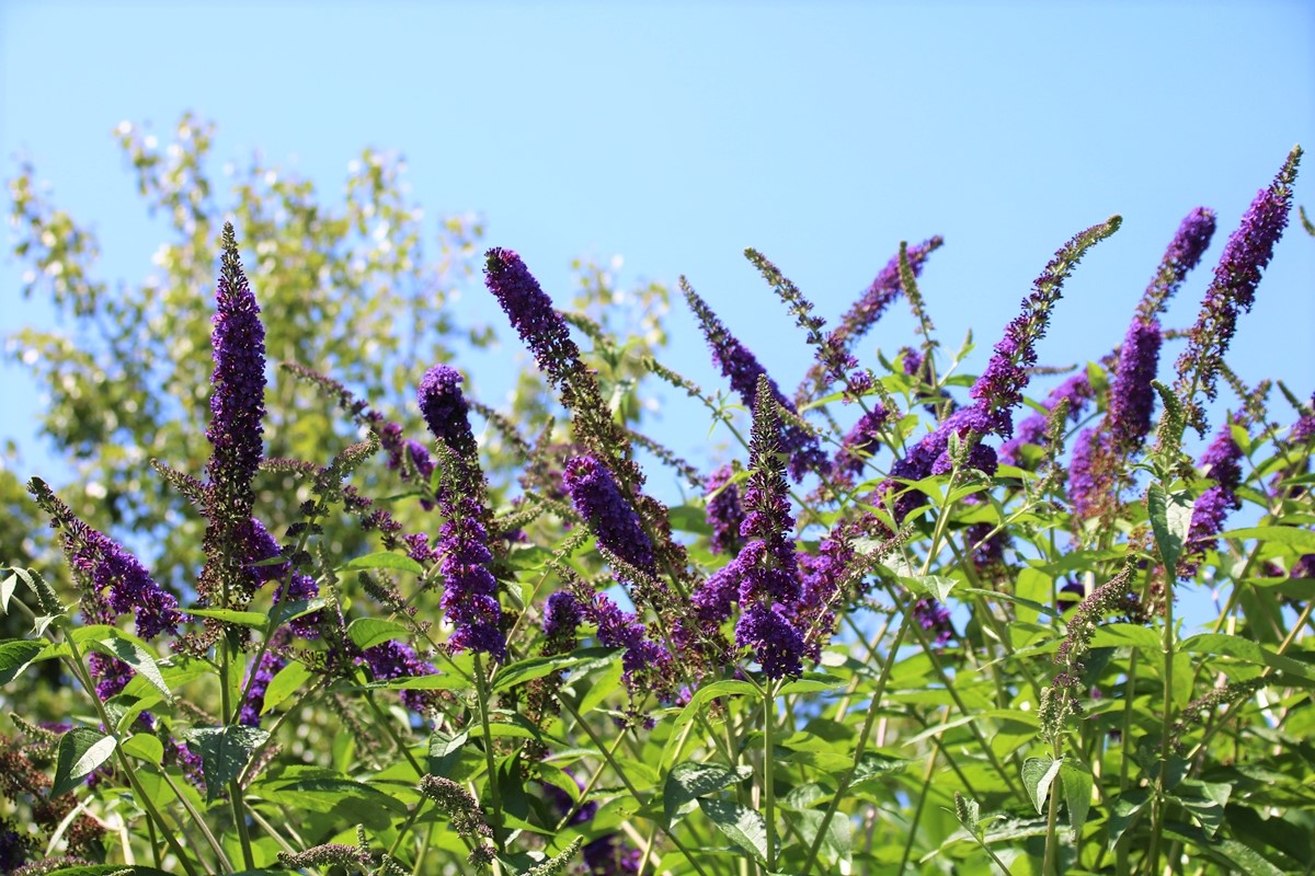 Buddléïas Empire Blue.JPG