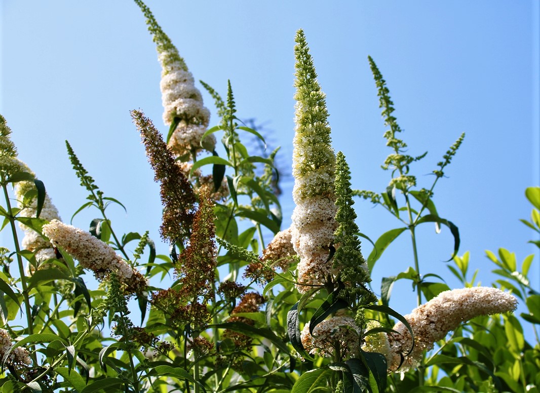 Buddléïas White Profusion.JPG