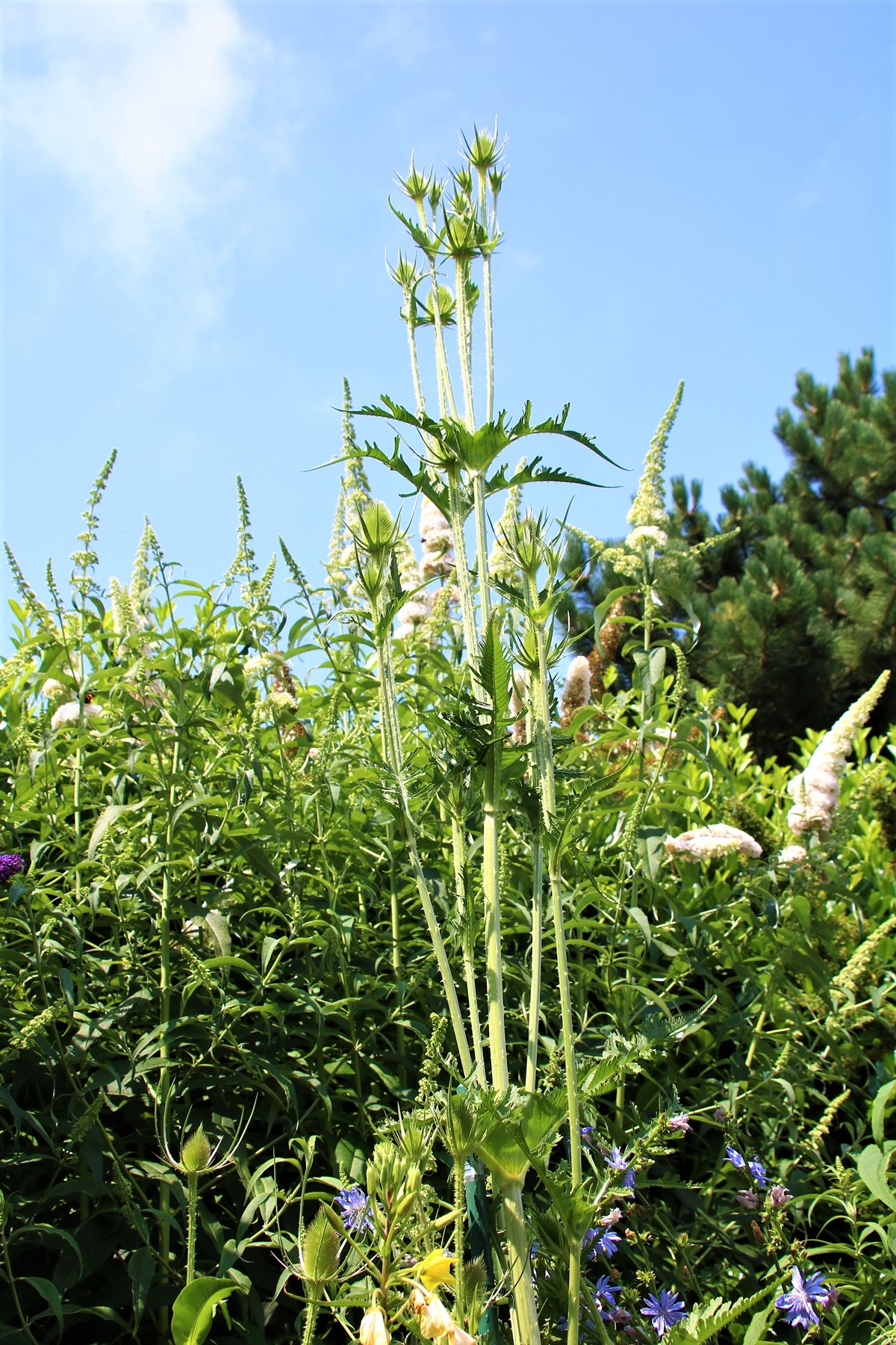 Fontaine des oiseaux.JPG