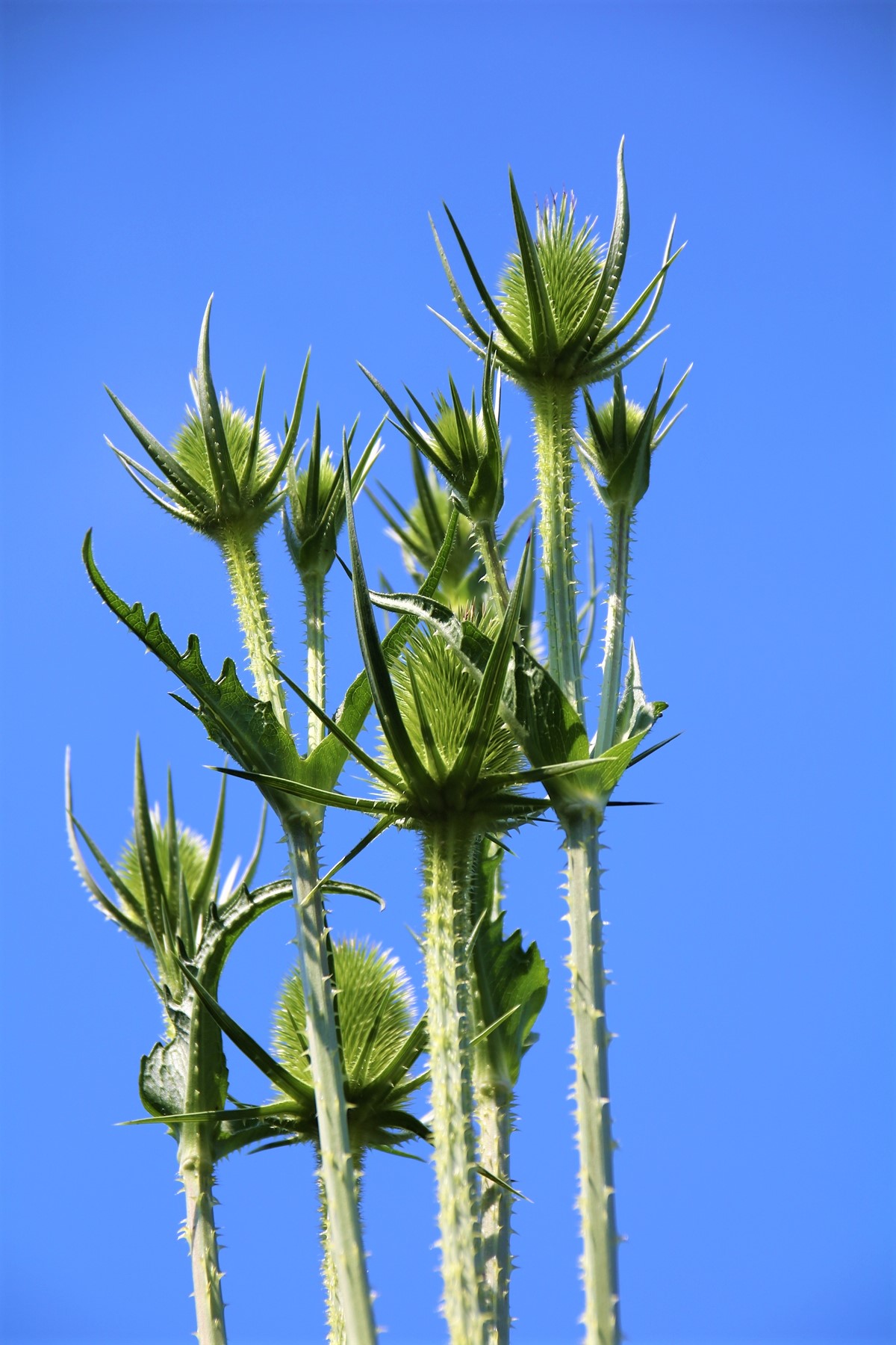 Fontaine des oiseaux (2).JPG