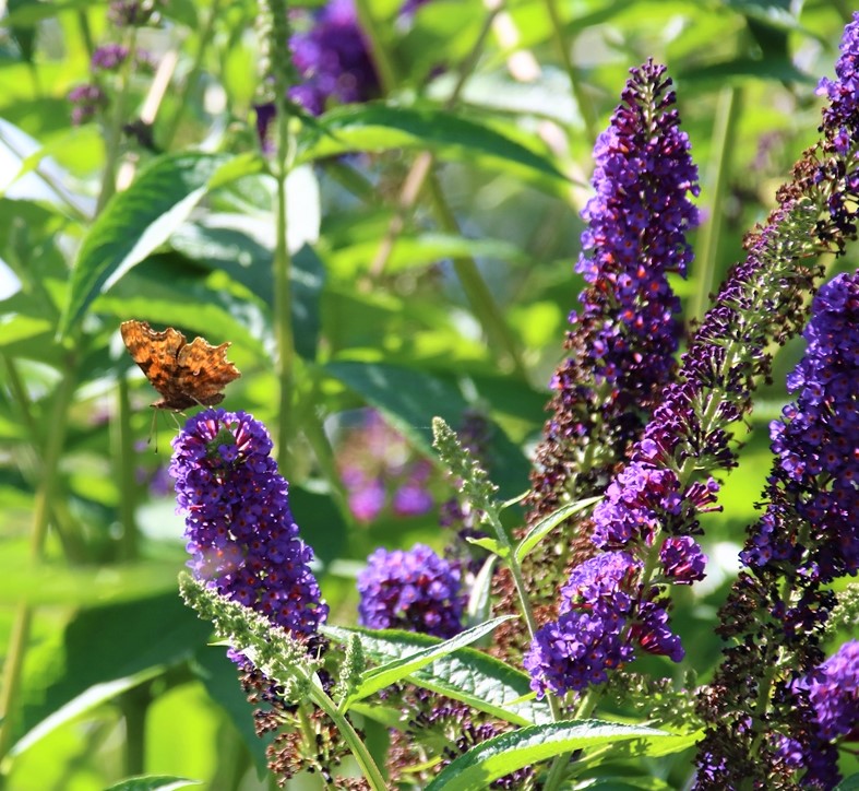 Robert le diable sur Empire Blue.JPG