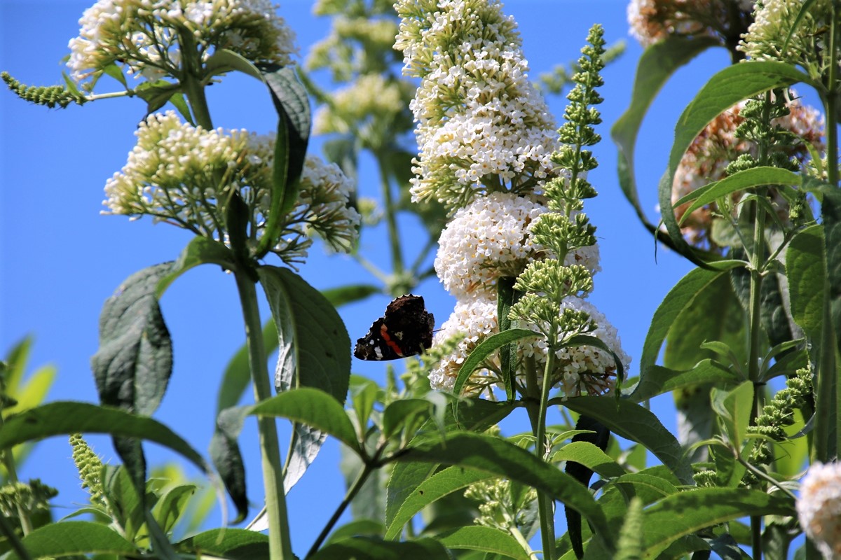 Vulcain sur White Profusion.JPG