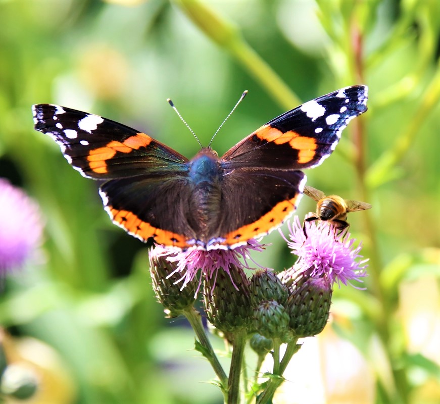 Vulcain et mellifera mellifera sur Chardon du Canada.JPG