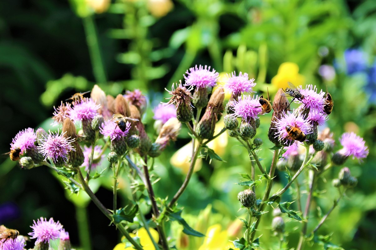 Butineurs sur Chardons du Canada.JPG