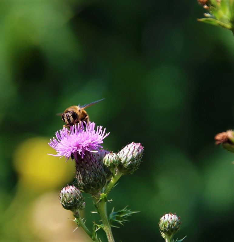Mellifera mellifera sur Chardon du Canada.JPG