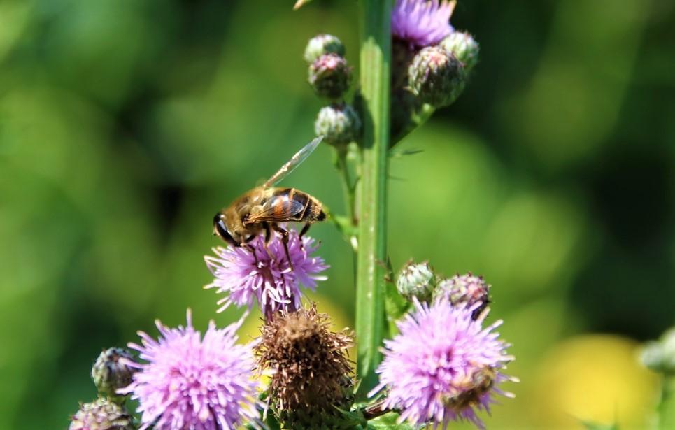 Mellifera mellifera sur Chardon du Canada (2).JPG