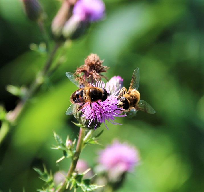 Mellifera mellifera sur Chardons du Canada.JPG
