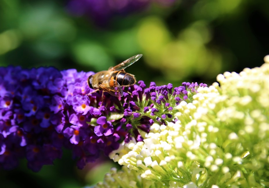 Mellifera mellifera sur Empire Blue.JPG