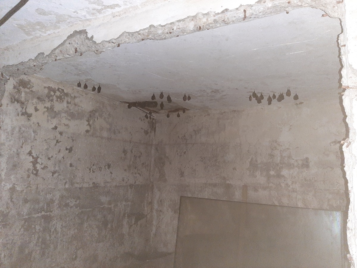 chauve souris 03 08 2021a.jpg