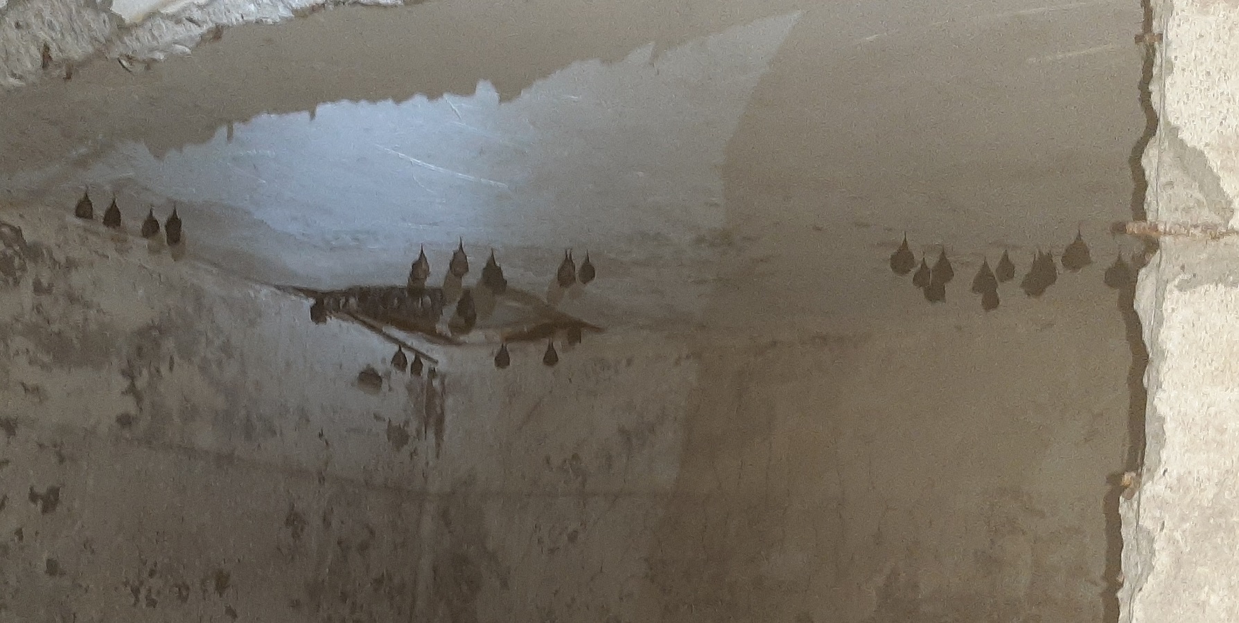 chauve souris 03 08 2021r.jpg