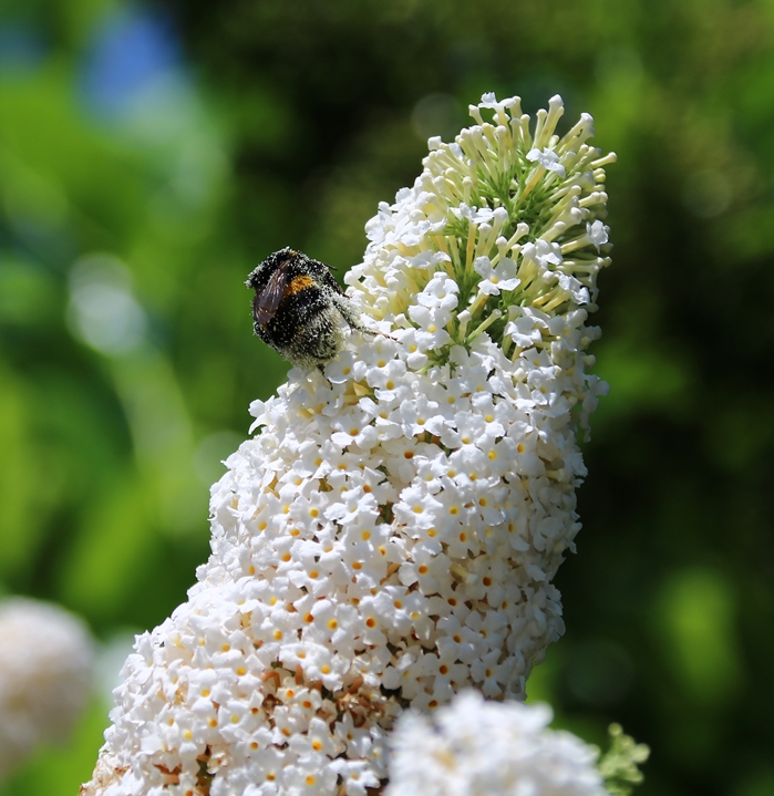 Bourdon terrestre sur Buddléïa White-profusion-crop.JPG