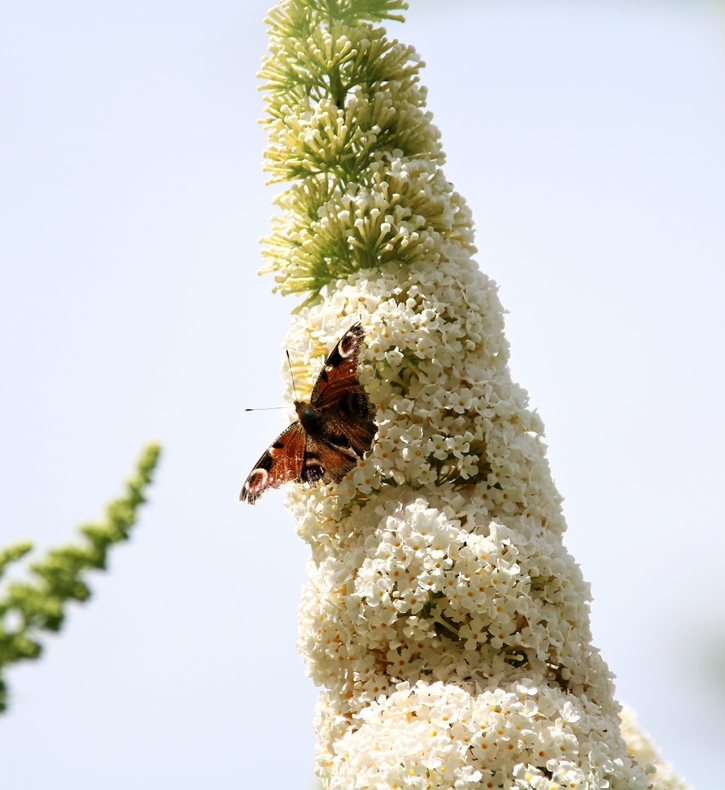 Paon du jour sur Buddléïa White-profusion-crop.JPG
