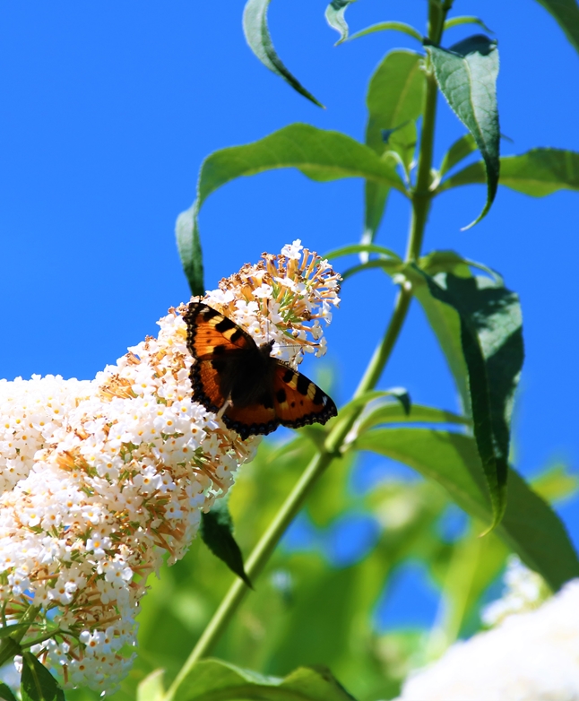 Petite tortue sur Buddléïa White-profusion-crop.JPG