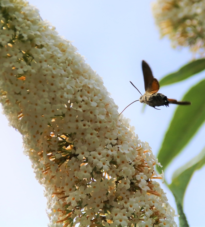 Moro-sphinx sur Buddléïa White-profusion-crop.JPG