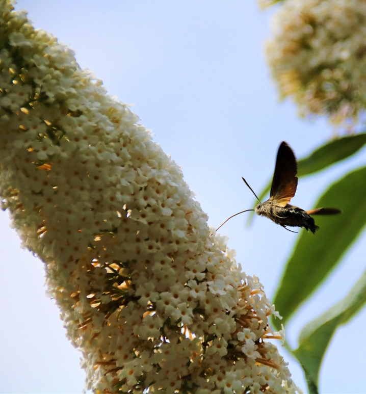 Moro-sphinx sur Buddléïa White-profusion (2)-crop.JPG