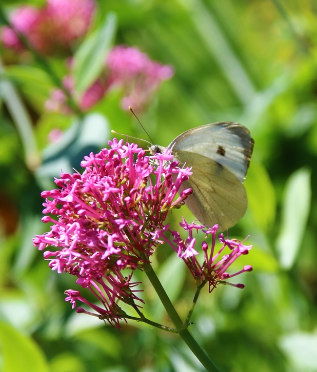 Piéride du chou sur Valérianes.JPG