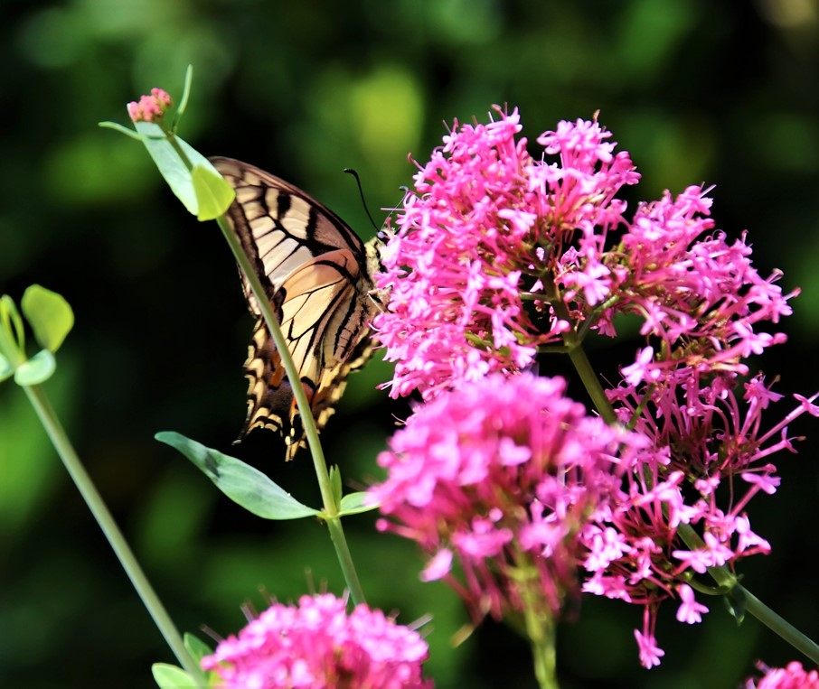 Machaon sur Valérianes 23 Août 2021.JPG