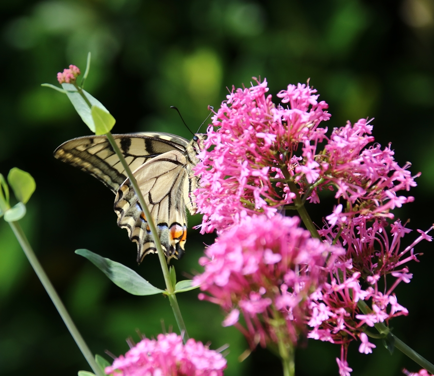 Machaon sur Valérianes 23 Août 2021.JPG