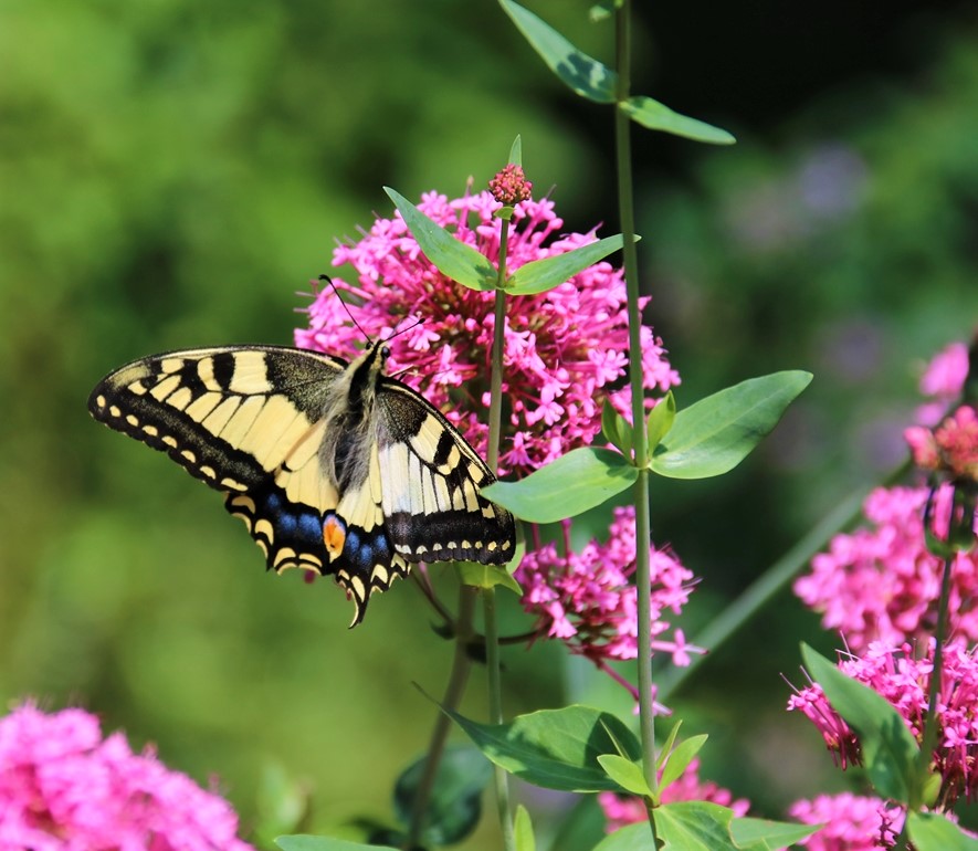 Machaon sur Valérianes 23 Août 2021 (2).JPG