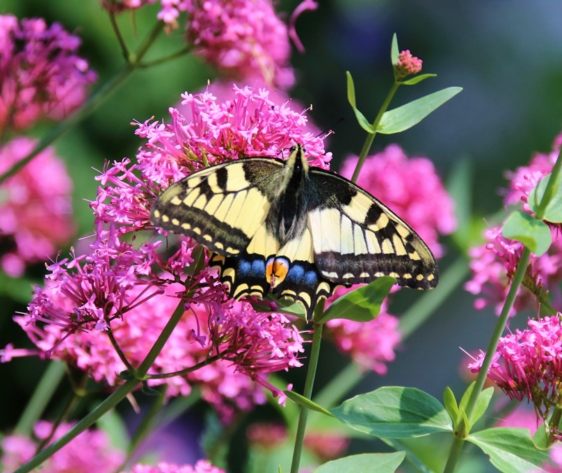 Machaon sur Valérianes 23 Août 2021 (3).JPG