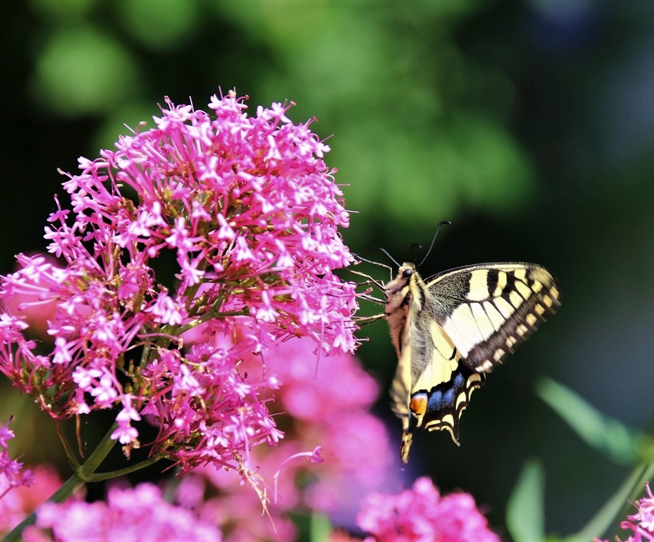 Machaon sur Valérianes 23 Août 2021 (4).JPG