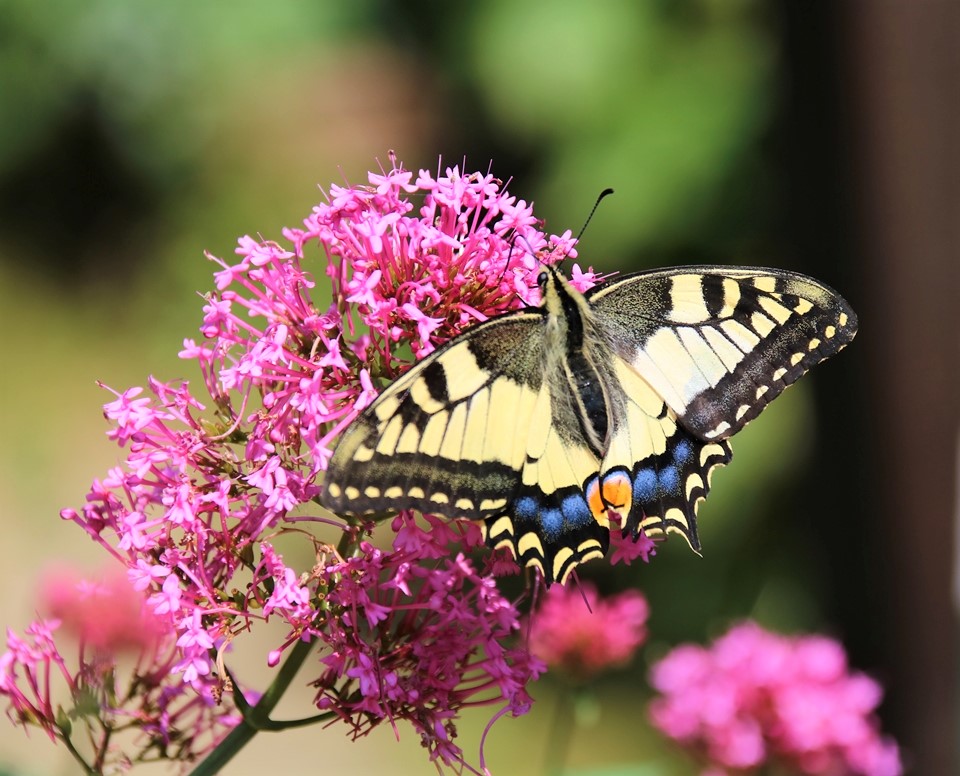 Machaon sur Valérianes 23 Août 2021 (5).JPG