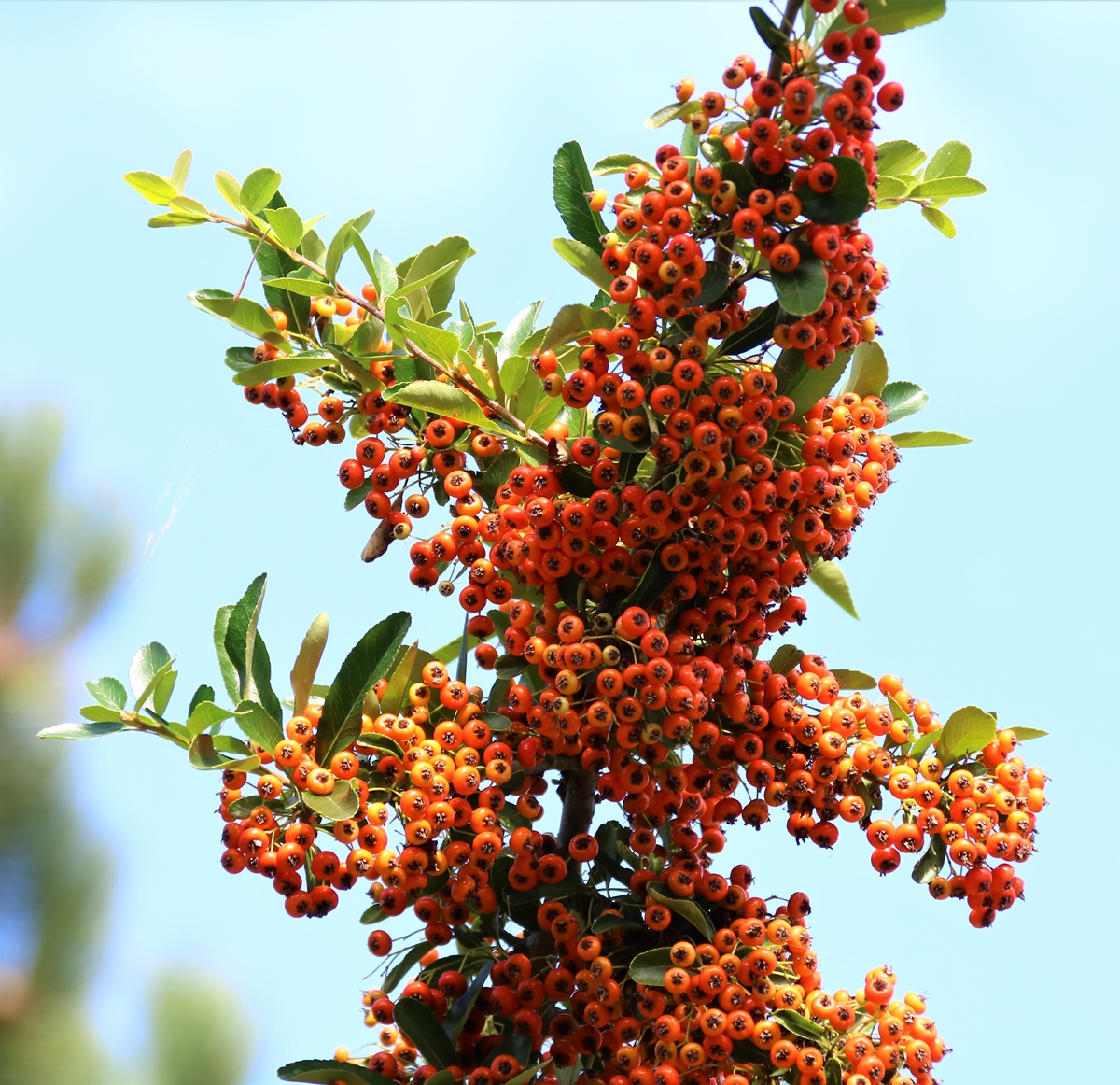 Pyracantha en fructification 16 Septembre 2021 (2).JPG