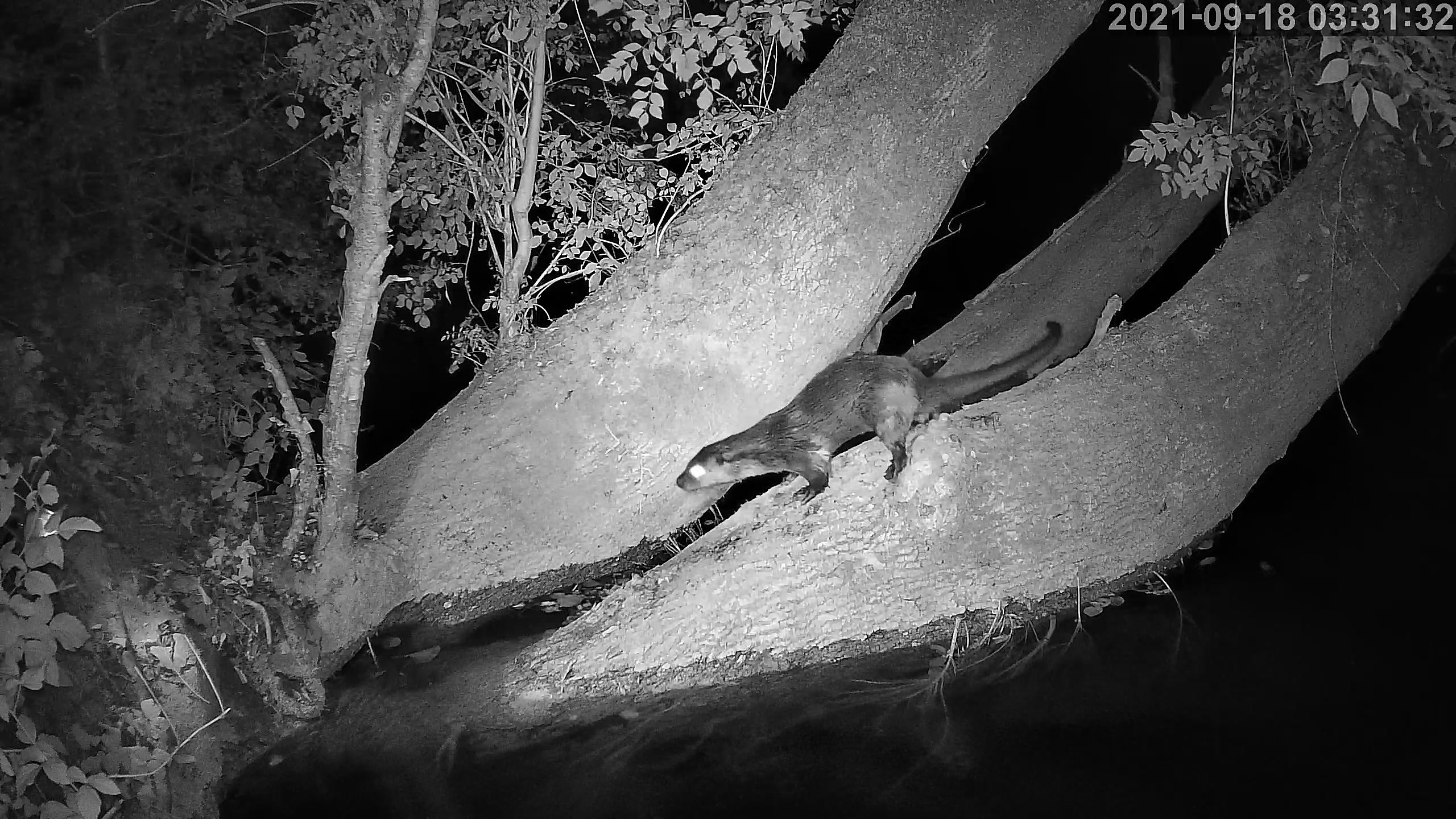 loutre 18 09 2021.jpg