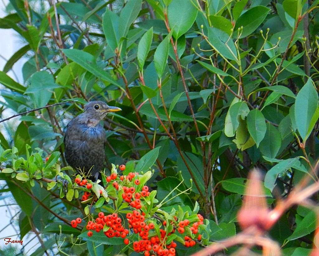 merle-sign-fdscn7749-4cdde6f (2).jpg