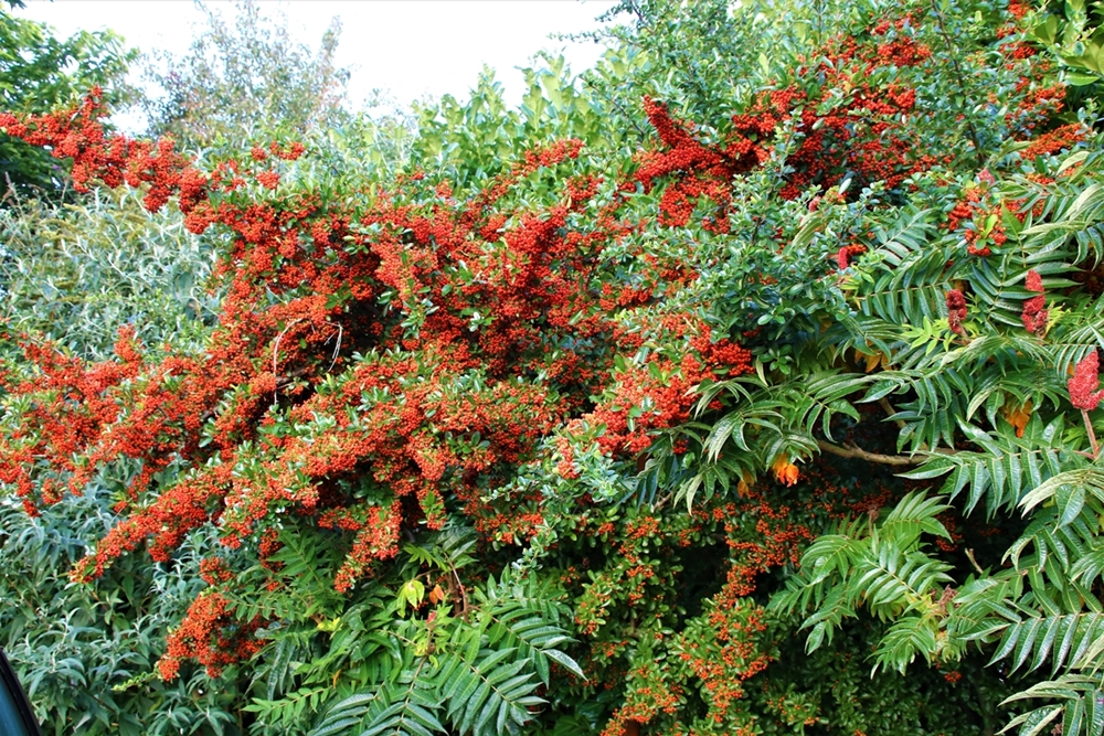 Pyracantha floraison septembre Octobre 2021 (1).JPG