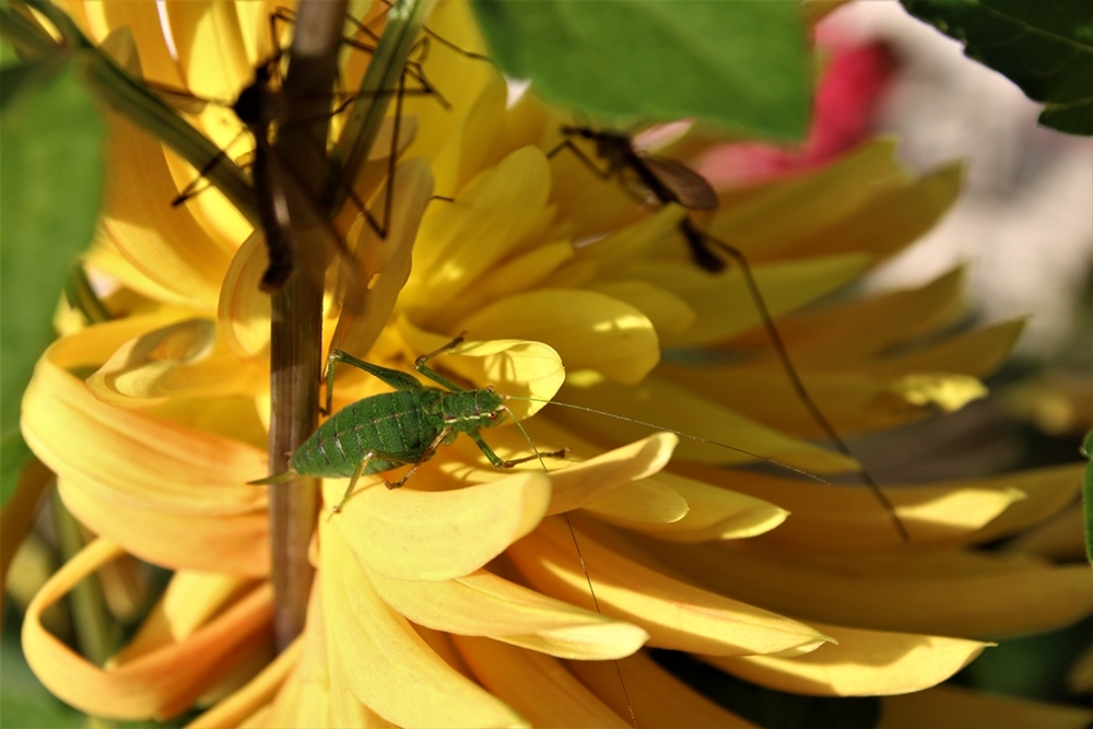 IMG_6695.JPG