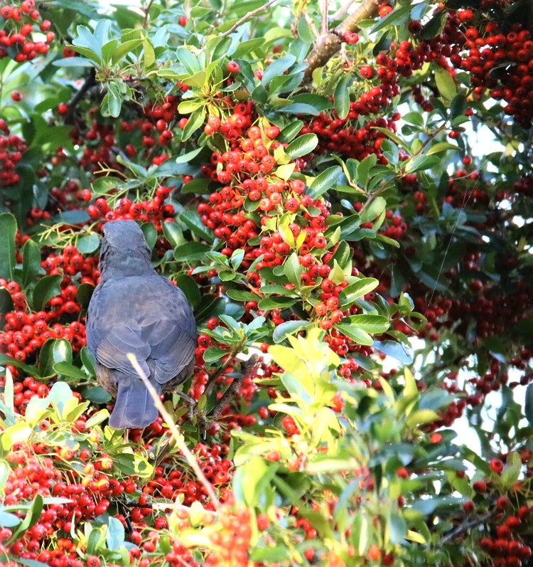 Merles dans le Pyracantha 08 Octobre 2021 (1).JPG