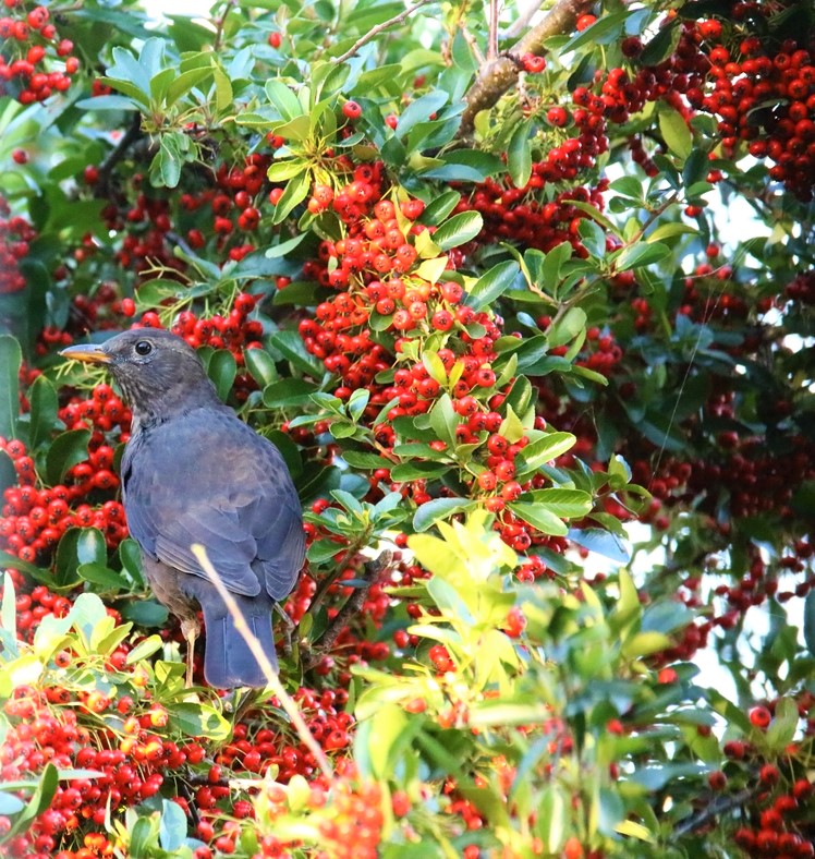 Merles dans le Pyracantha 08 Octobre 2021 (2).JPG