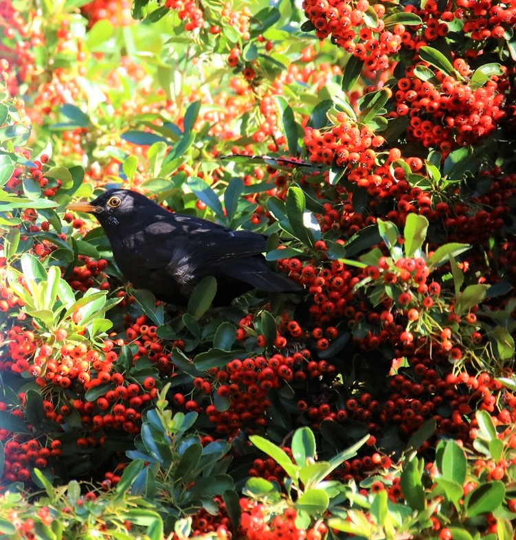 Merles dans le Pyracantha 08 Octobre 2021 (3).JPG