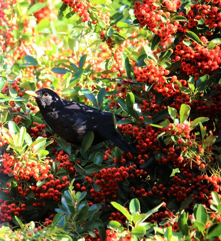 Merles dans le Pyracantha 08 Octobre 2021 (4).JPG