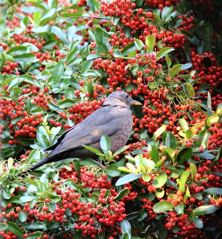 Merles dans le Pyracantha 08 Octobre 2021 (5).JPG