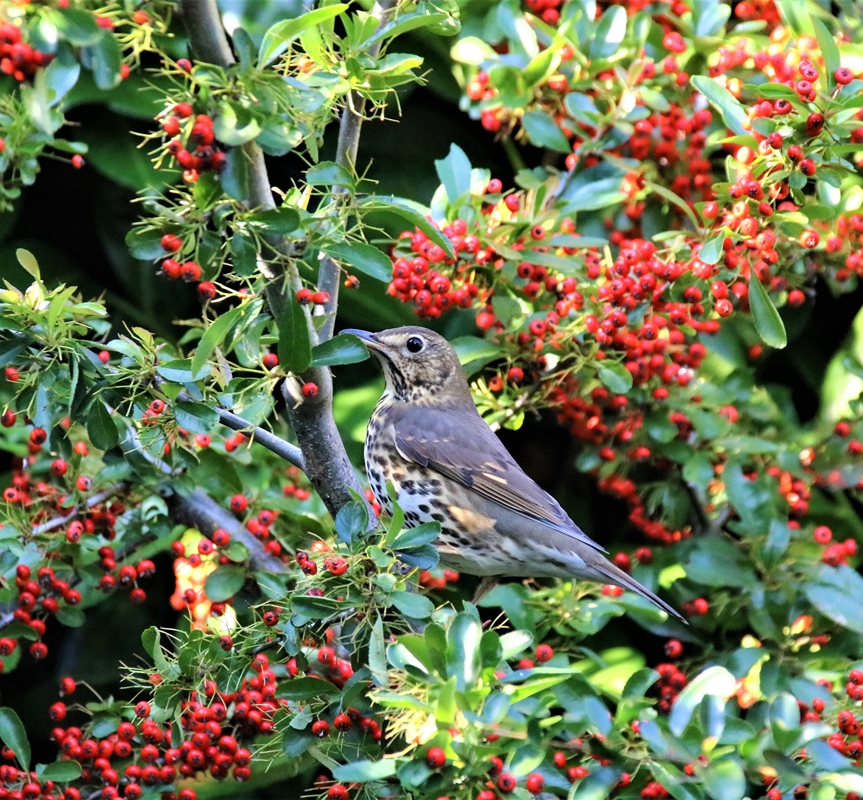 IMG_6728-crop.JPG