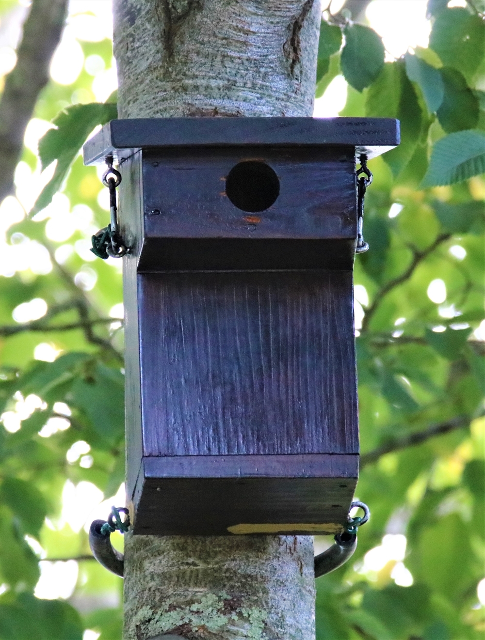 Nichoir numéro 5 nidification Mésanges Charbonnières 2021.JPG