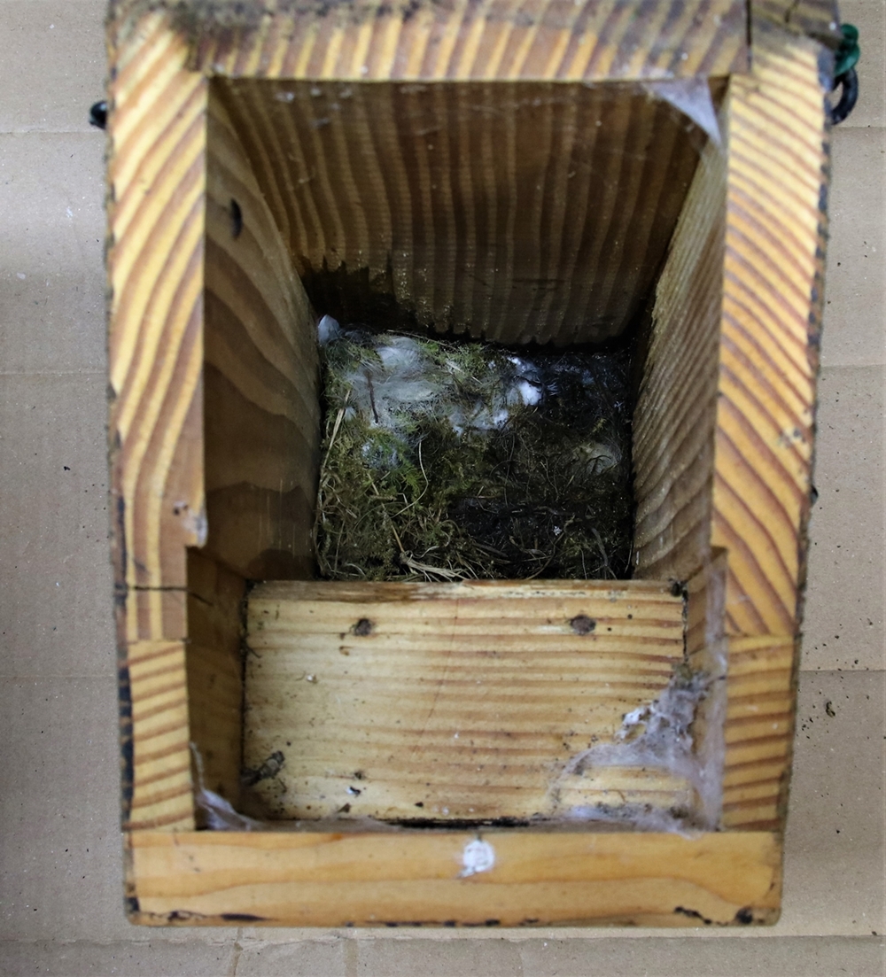 Nichoir numéro 5 nidification Mésanges Charbonnières 2021 (2).JPG