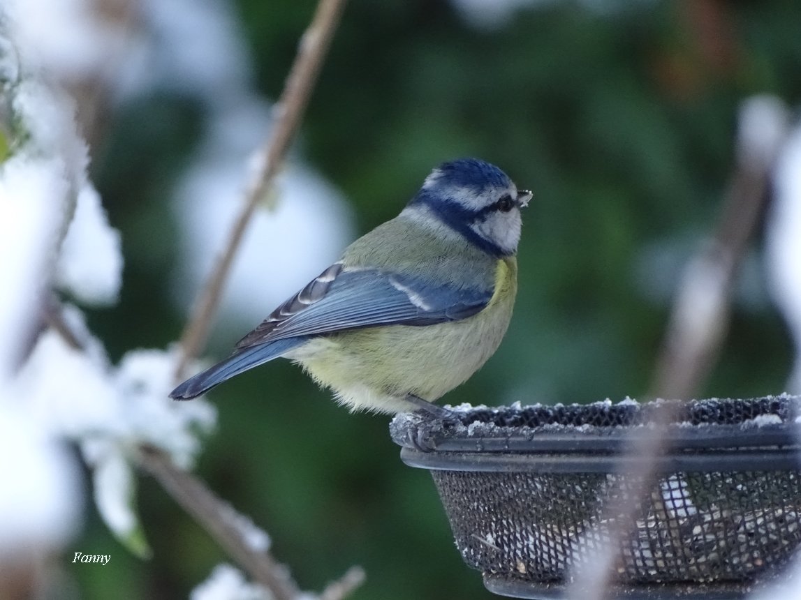 Mesange et neige signéeDSC04719.jpg