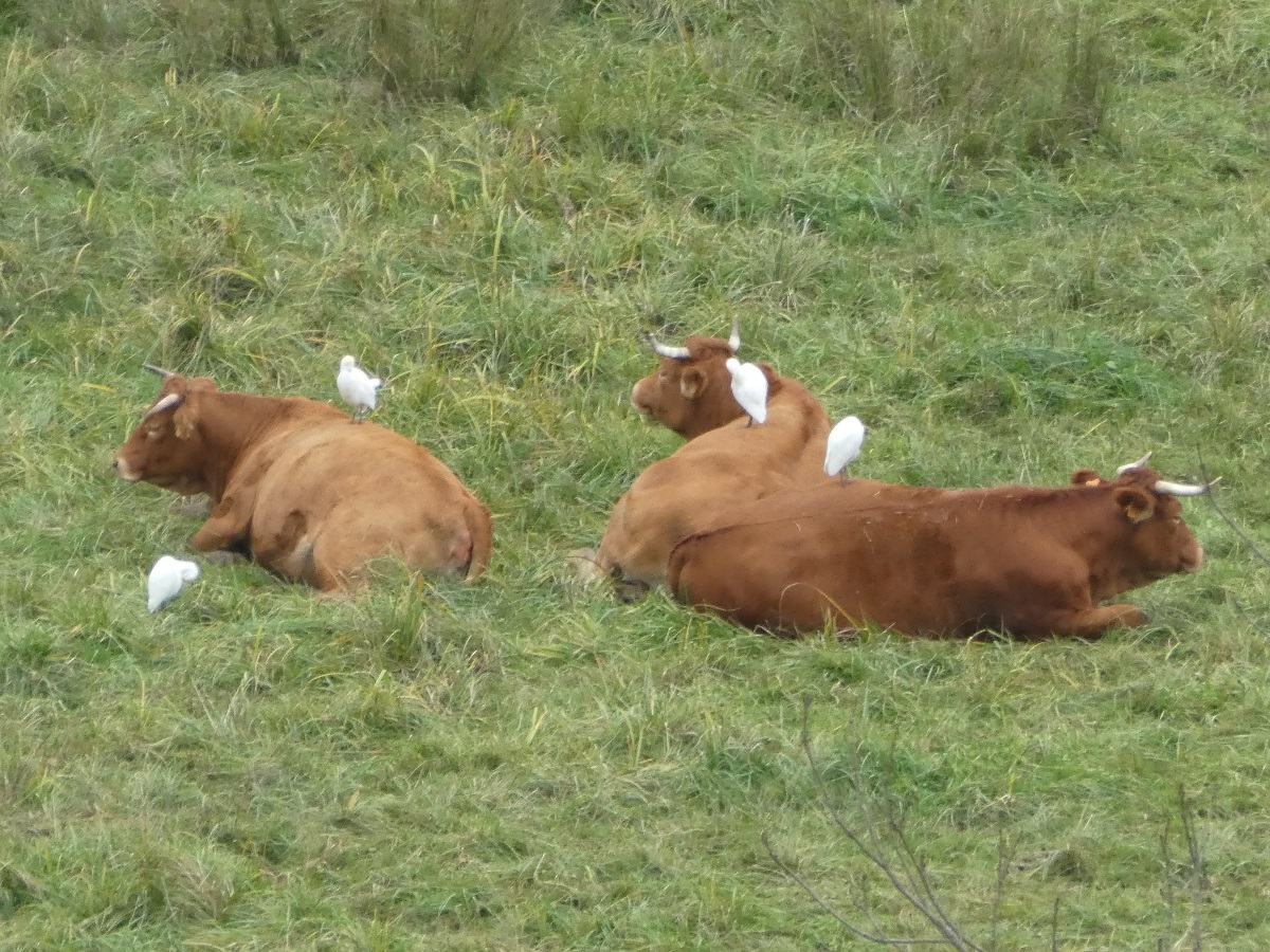 hérons et vaches 29 10 2021.jpg