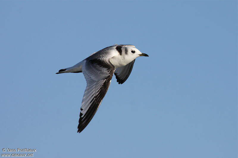 mouette.tridactyle.yapo.2g.800.w.jpg